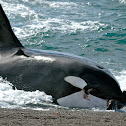 Orca (Killer Whale)