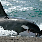 Orca (Killer Whale)