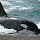 Orca Photo ID in Argentina's Coast