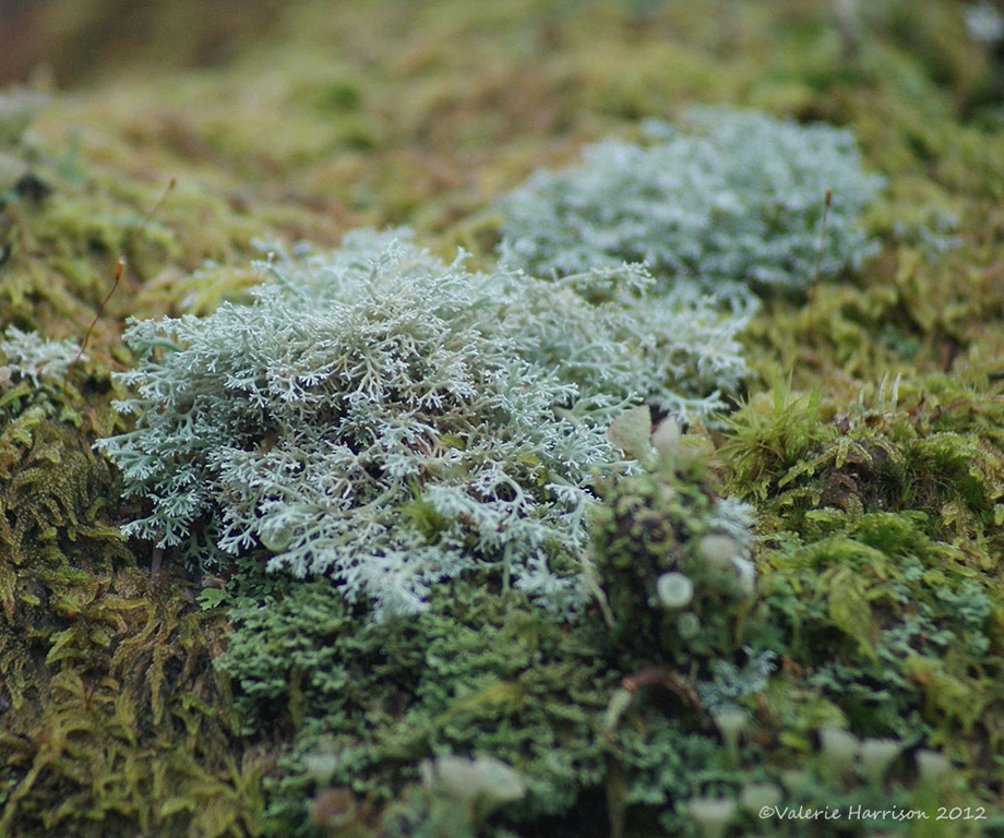 [35-cladonia-sp%255B2%255D.jpg]