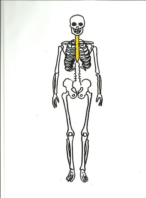 HUESOS DEL CUERPO HUMANO FICHAS HUESOS