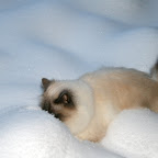 Gigi-2010-2.JPG