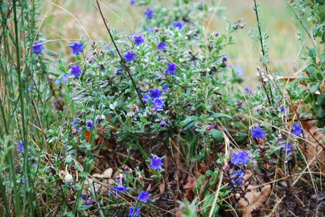 [DSC_0303%255B2%255D.jpg]