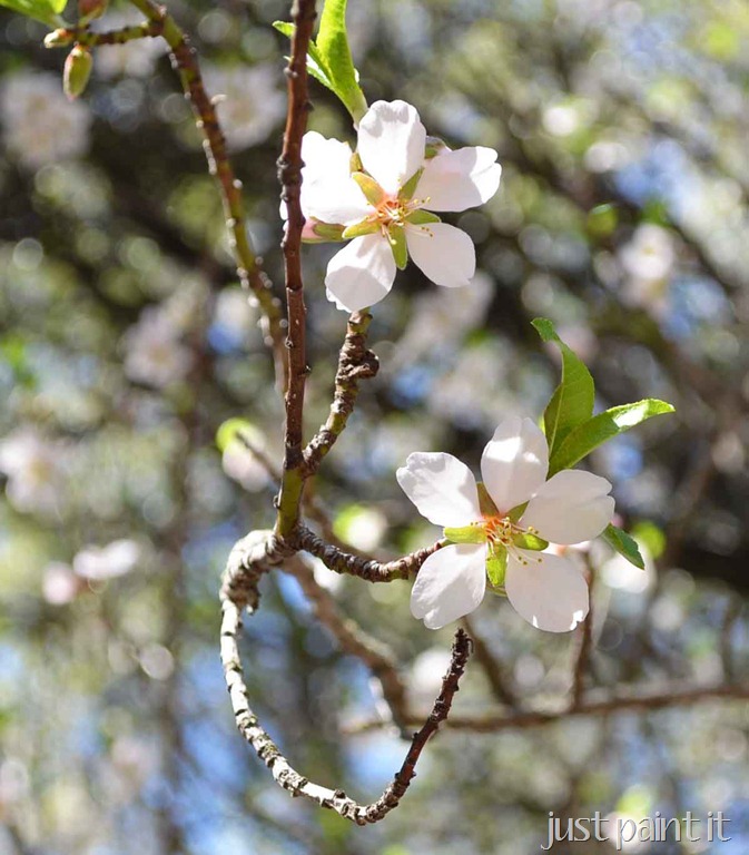[almond-blossoms%255B2%255D.jpg]
