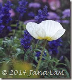 Cropped White Poppy 600dpi Cropped Cropped White Poppy 600dpi Cropped