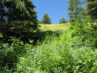 IMG_0355.JPG