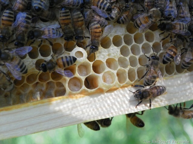 [swarm%252005%255B6%255D.jpg]