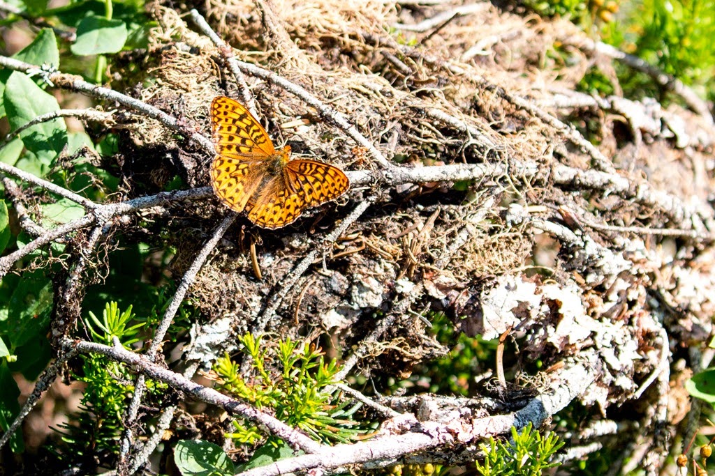 [IMG_0867%255B4%255D.jpg]