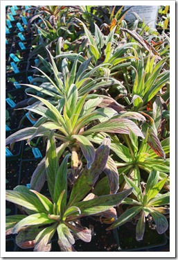 Echium × ‘Mr Happy’ spindly but a-blooming