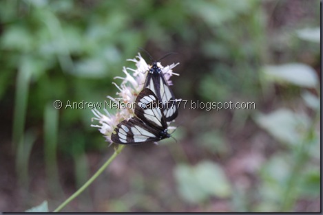 DSC_0934 DSC_0934