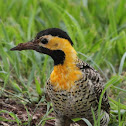Campo Flicker
