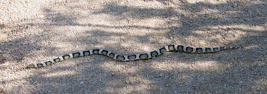 [whole-longnosed-snake-5-28-2010-8-20%255B2%255D.jpg]