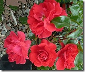 ws red roses