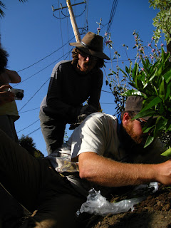 citrus grafting demonstration