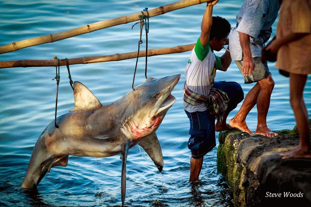 [Shark-carried-by-locals---SMALL10.jpg]