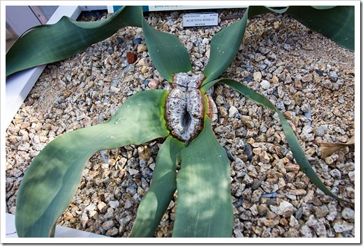 111228_UCBG_Welwitschia-mirabilis_01