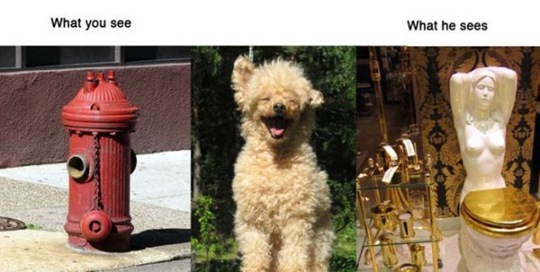 [what-you-see-animals-75bbd9%255B2%255D.jpg]