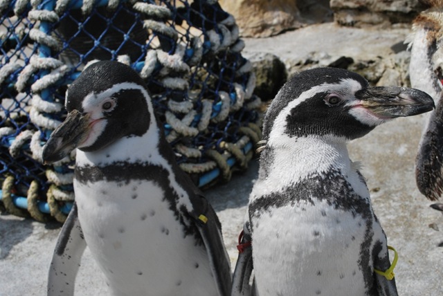 [DSC_0713%255B10%255D.jpg]