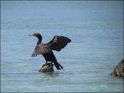 cormorants