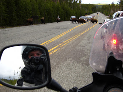  &ndash; Bison Traffic Jam - They Are A Lot Bigger Than Me and the Bike!
