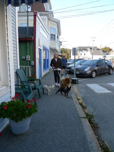 Frenchies, isn't it nice of Martha to take us out into the town of Bar Harbour?  The town's name comes from the visible sand and gravel bar in the harbor.