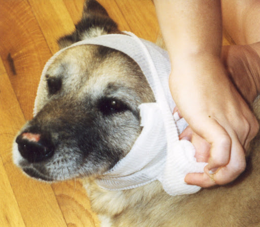 According to The American Animal Hospital Association,
25% more of them could be saved if just one pet first-aid technique were applied
prior to them getting professional veterinary care. According to The American Animal Hospital Association,
25% more of them could be saved if just one pet first-aid technique were applied
prior to them getting professional veterinary care.