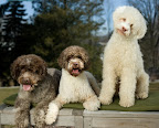 Lagotto Romagnolo - an ancient Italian breed with a really great hair-do.
Photo By Jerry Reed