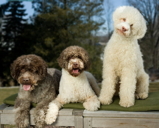 Lagotto Romagnolo - an ancient Italian breed with a really great hair-do.
Photo By Jerry Reed