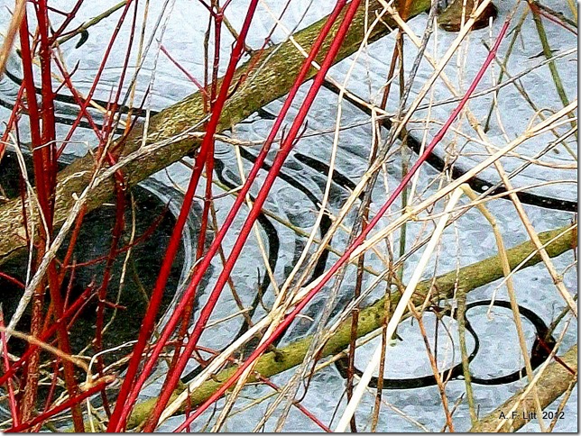 Springwater Trail, Gresham, Oregon.  February 26, 2011.  Photo of the Day, May 4, 2012.