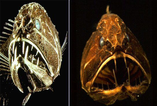 Strange Sea Creatures