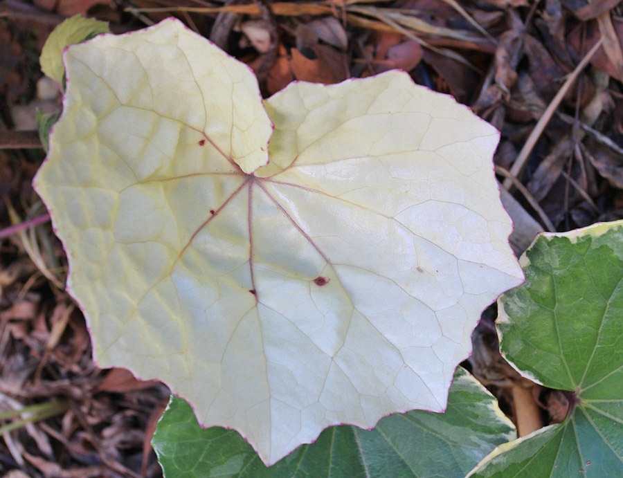 [120325_Farfugium-japonicum-Argenteum_02%255B3%255D.jpg]