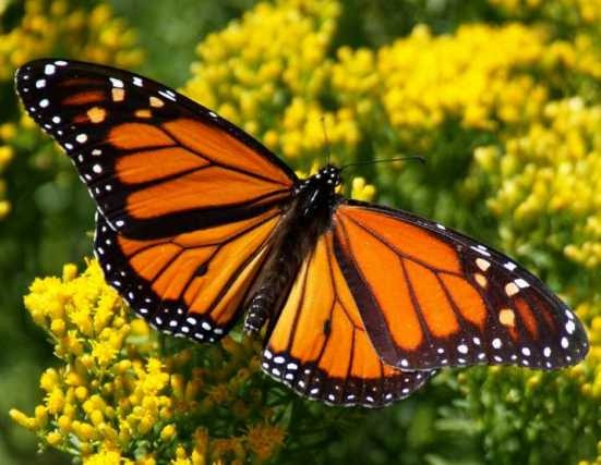 [monarch-butterfly116.jpg]