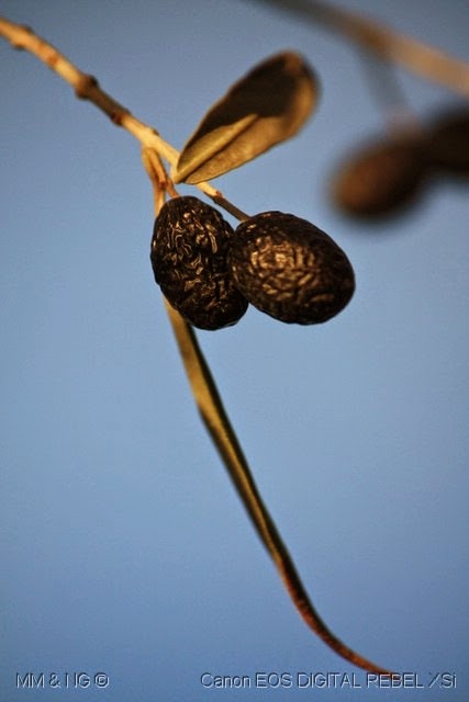 [%255B63%255D_Azeitonas%255B5%255D.jpg]