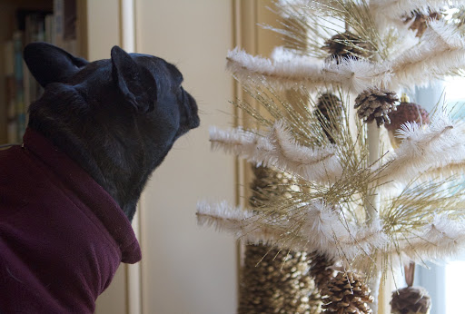 This feather tree on the window sill is decorated with gold glittered pine cones.