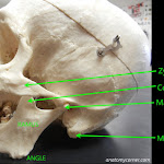 skull_mandible_labeled.jpg