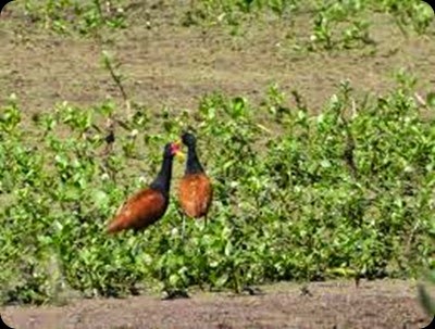 reserva natural formosa