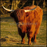 Vaches Highlands