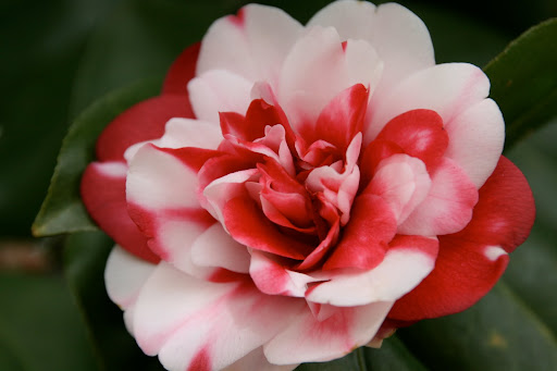Camellia japonica ‘Governor Mouton’ provides evergreen cover for overwintering birds.