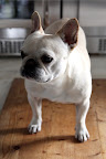 Franny, if you're so gung ho, why don't you lie down on this board and let me style the photo?