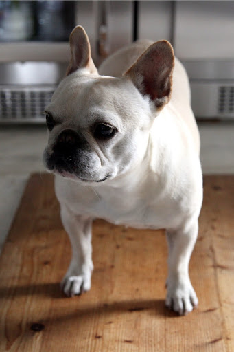 Franny, if you're so gung ho, why don't you lie down on this board and let me style the photo?