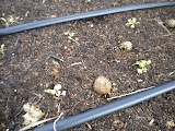 Beds in the back planted with Cabbage so far.