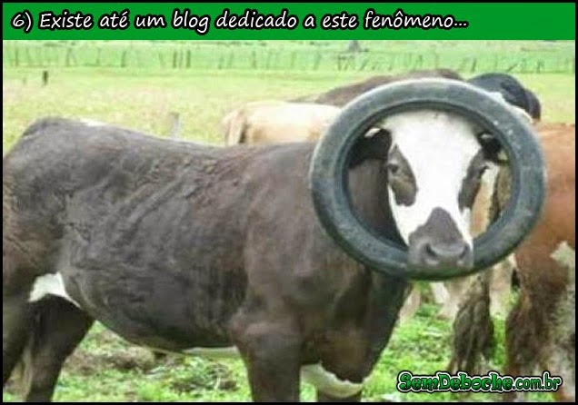 VACA LOCA! VACA LOCA!