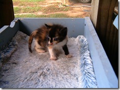 Prissy-2-2012-10-18