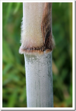 110810_bambusa_chungii_barbellata_07 110810_bambusa_chungii_barbellata_07