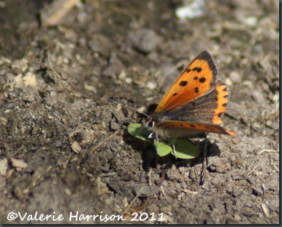 small-copper small-copper
