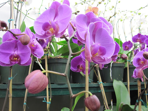 Here is a close-up of the beautiful phalaenopsis!