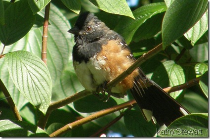 Spotted Towhee