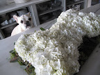 Isn't this just sensational?  A most gorgeous dog bone.  Now, if I could just eat it.  Ha-ha.