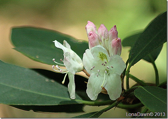 EJC_Rhododendron