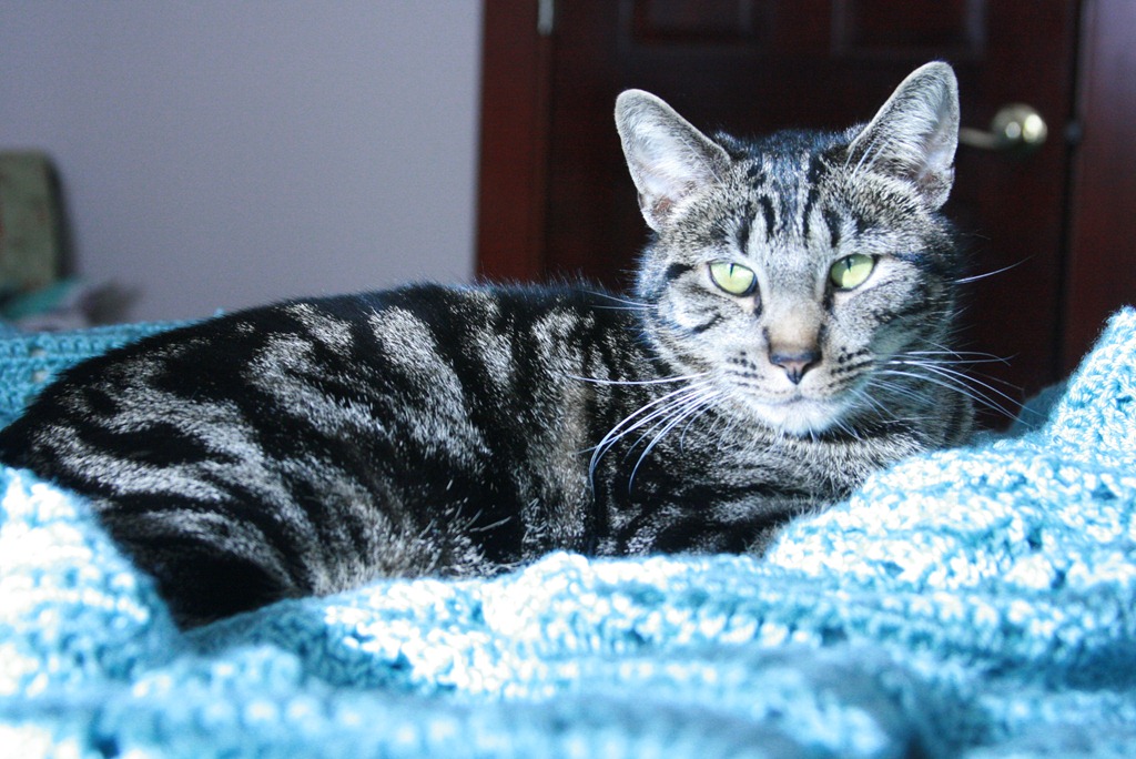 [blanket%2520a%255B4%255D.jpg]